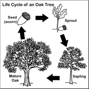 Clip art cycle b. Life clipart oak tree