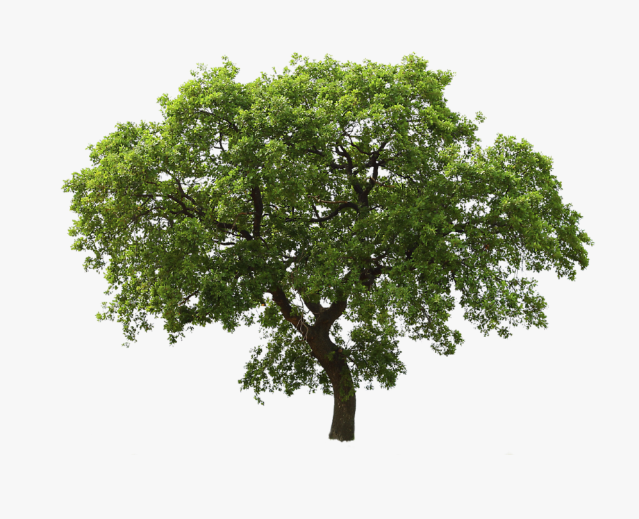 Png high resolution cliparts. Life clipart oak tree