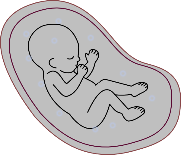 Collection of free embryos. Pregnancy clipart obstetrician