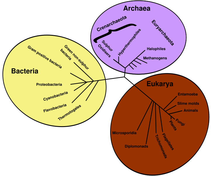 life clipart phylogenetic tree