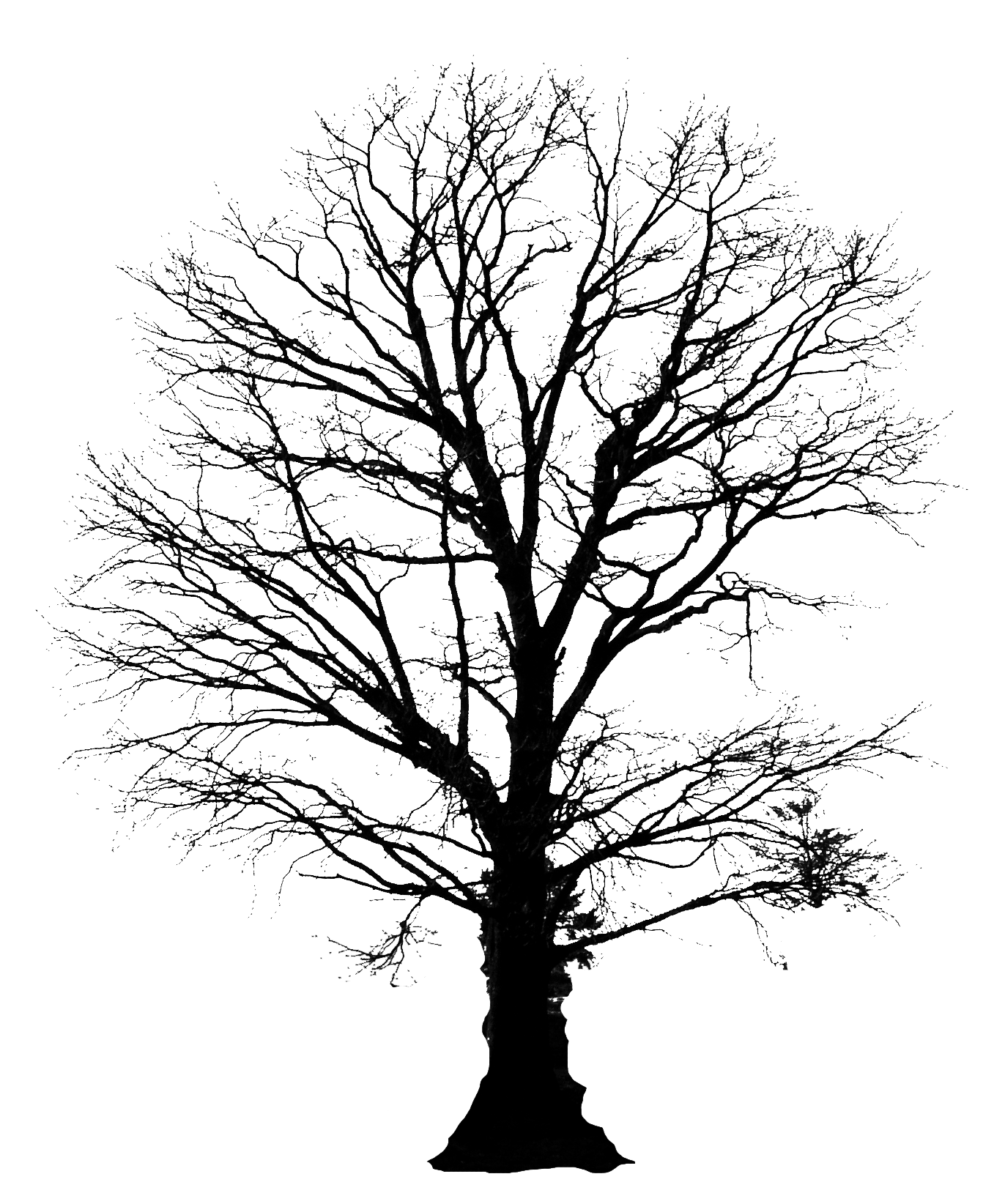 life clipart phylogenetic tree