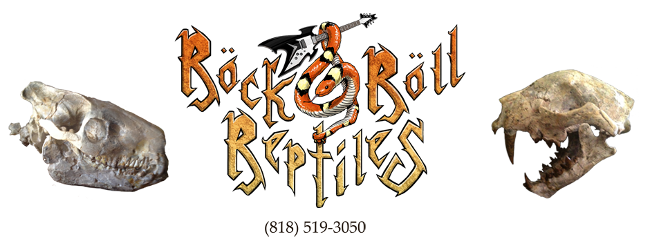 Blog n reptiles. Lightning clipart rock and roll