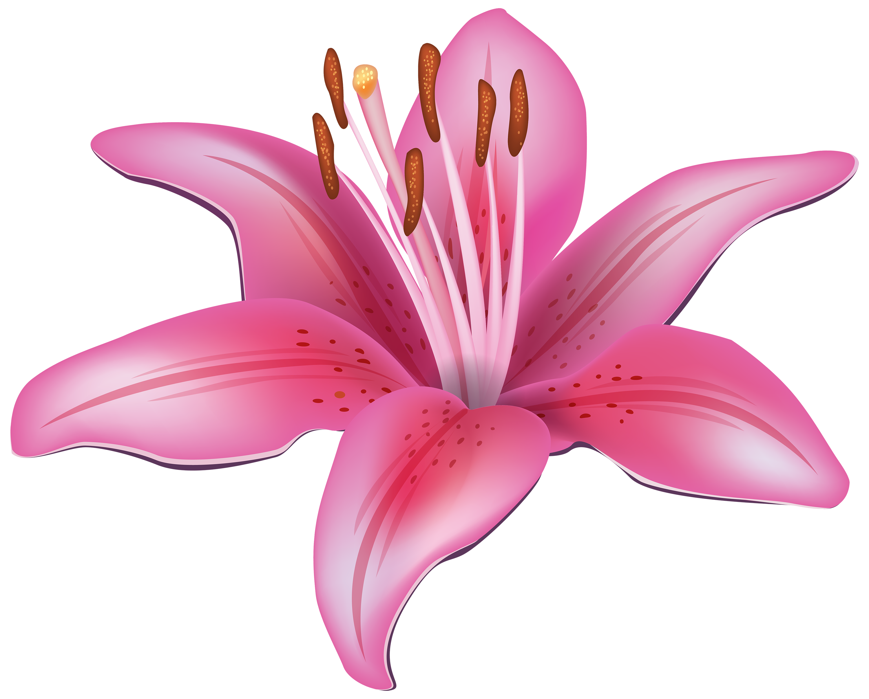 Lotus flower graphic png. Pink lily clipart best