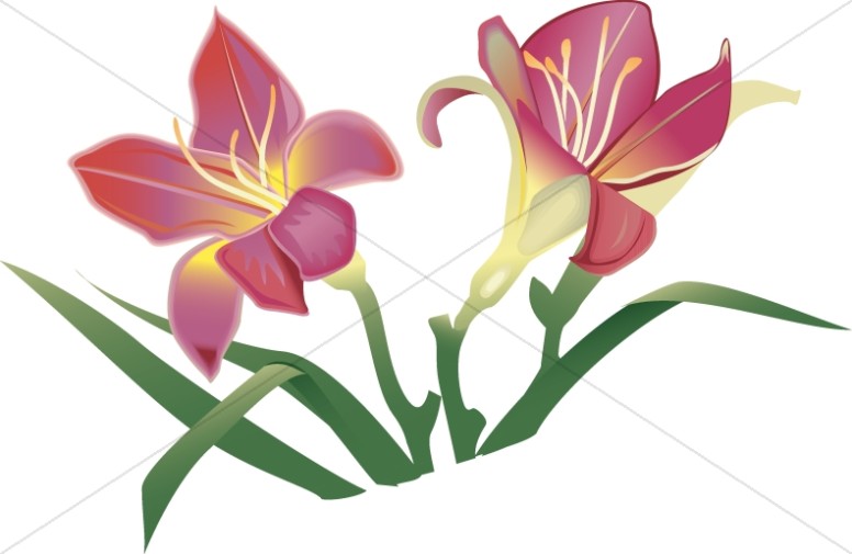 Lily clipart altar flower. Easter lillies in pink