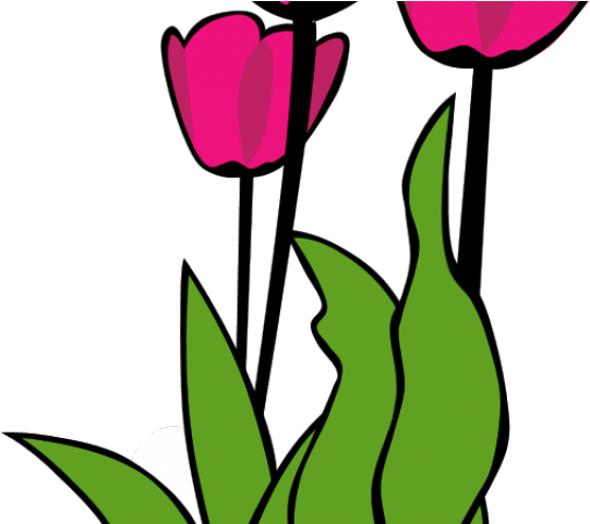Calla tulip clip art. Lily clipart altar flower