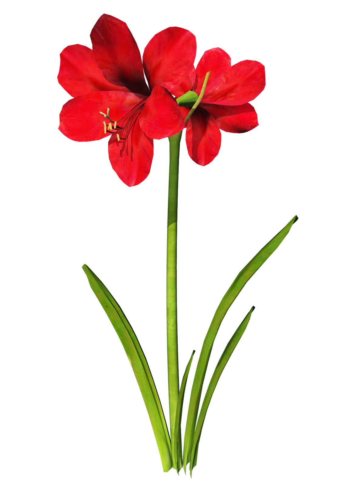 lily clipart amaryllis