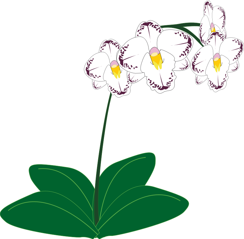 lotus clipart animated