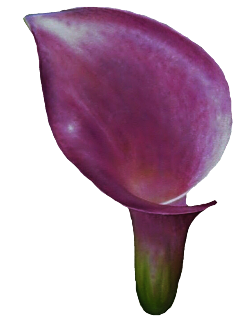 purple clipart calla lilies