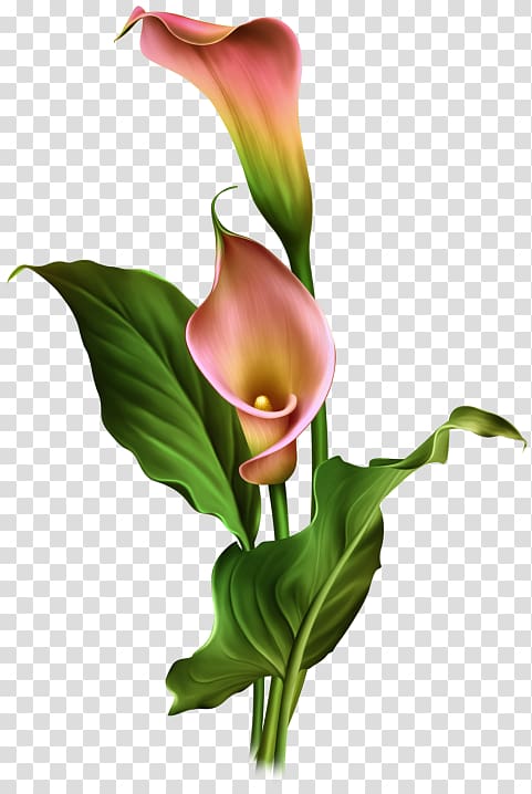 lily clipart arum lily