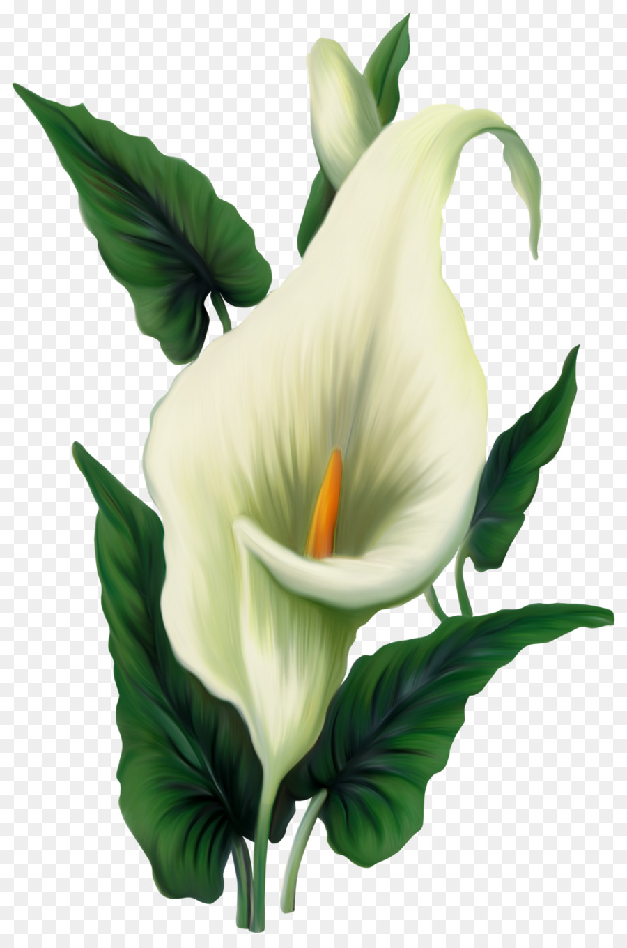 lily clipart arum lily