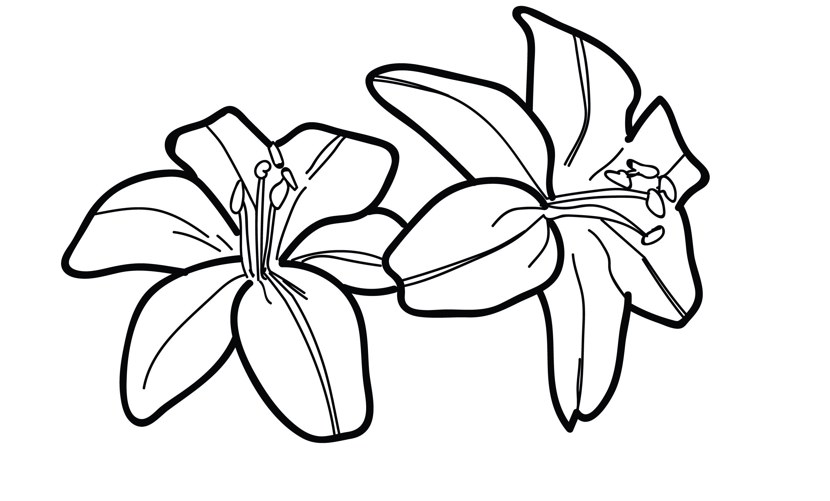 lily clipart black and white