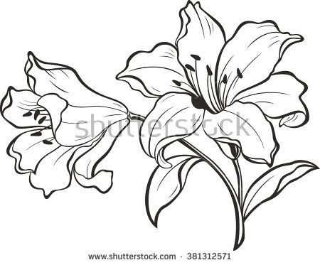 lily clipart black and white
