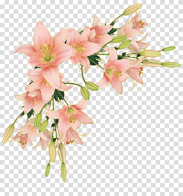 lily clipart border