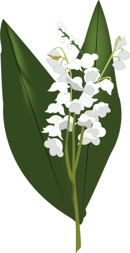 lily clipart border valley