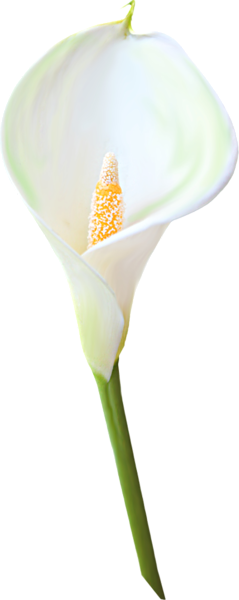 Lily clipart canna lily. Transparent calla flower arum