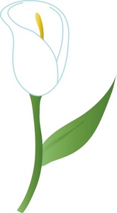 Lily clipart canna lily. Calla cliparts zone 
