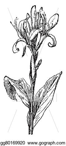 Vintage engraving stock illustration. Lily clipart canna lily
