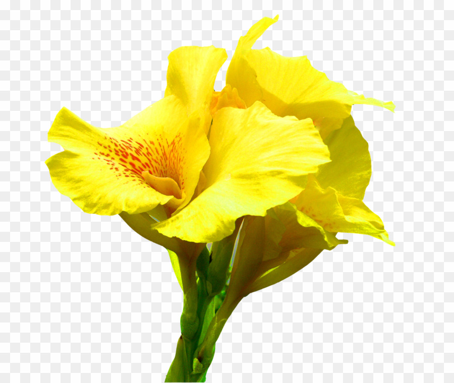 lily clipart canna lily
