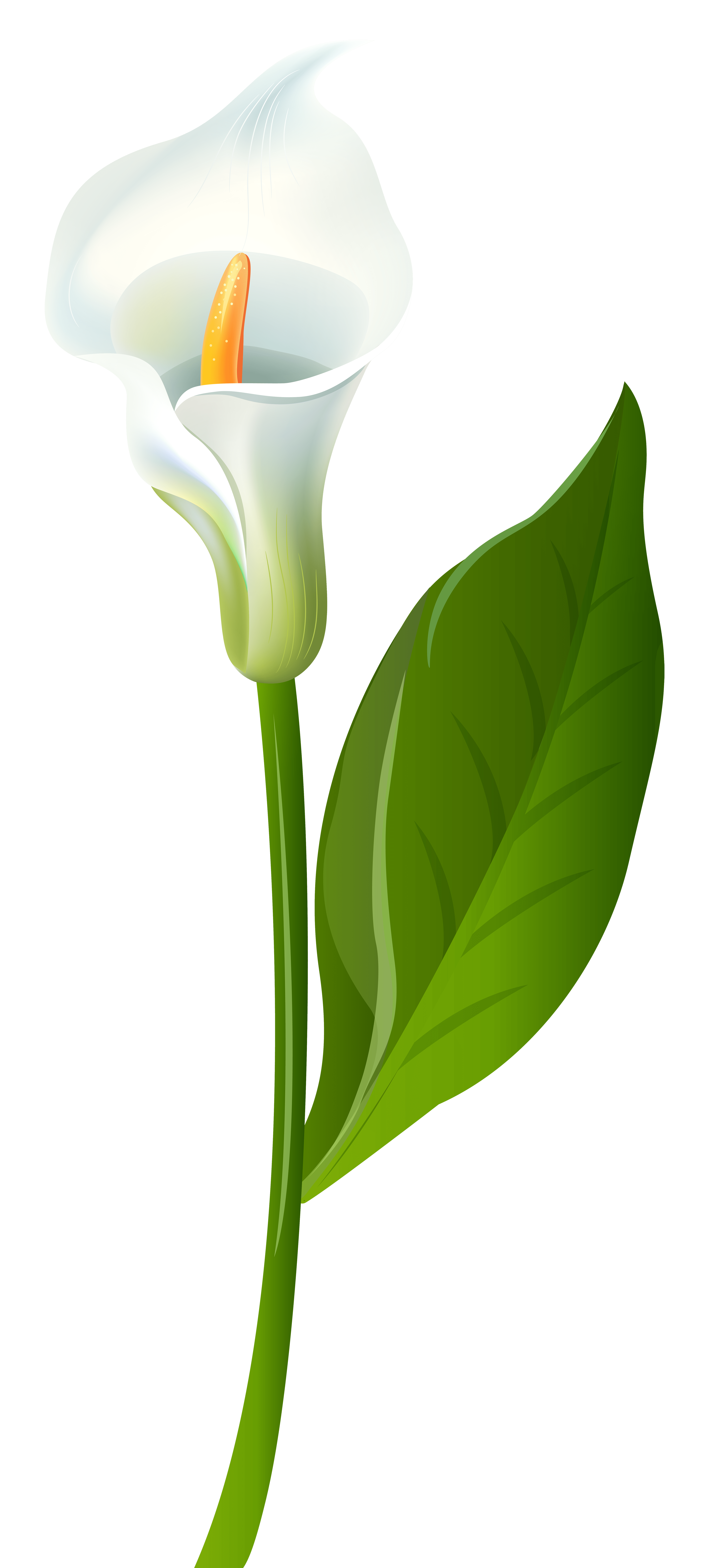 lily clipart canna lily