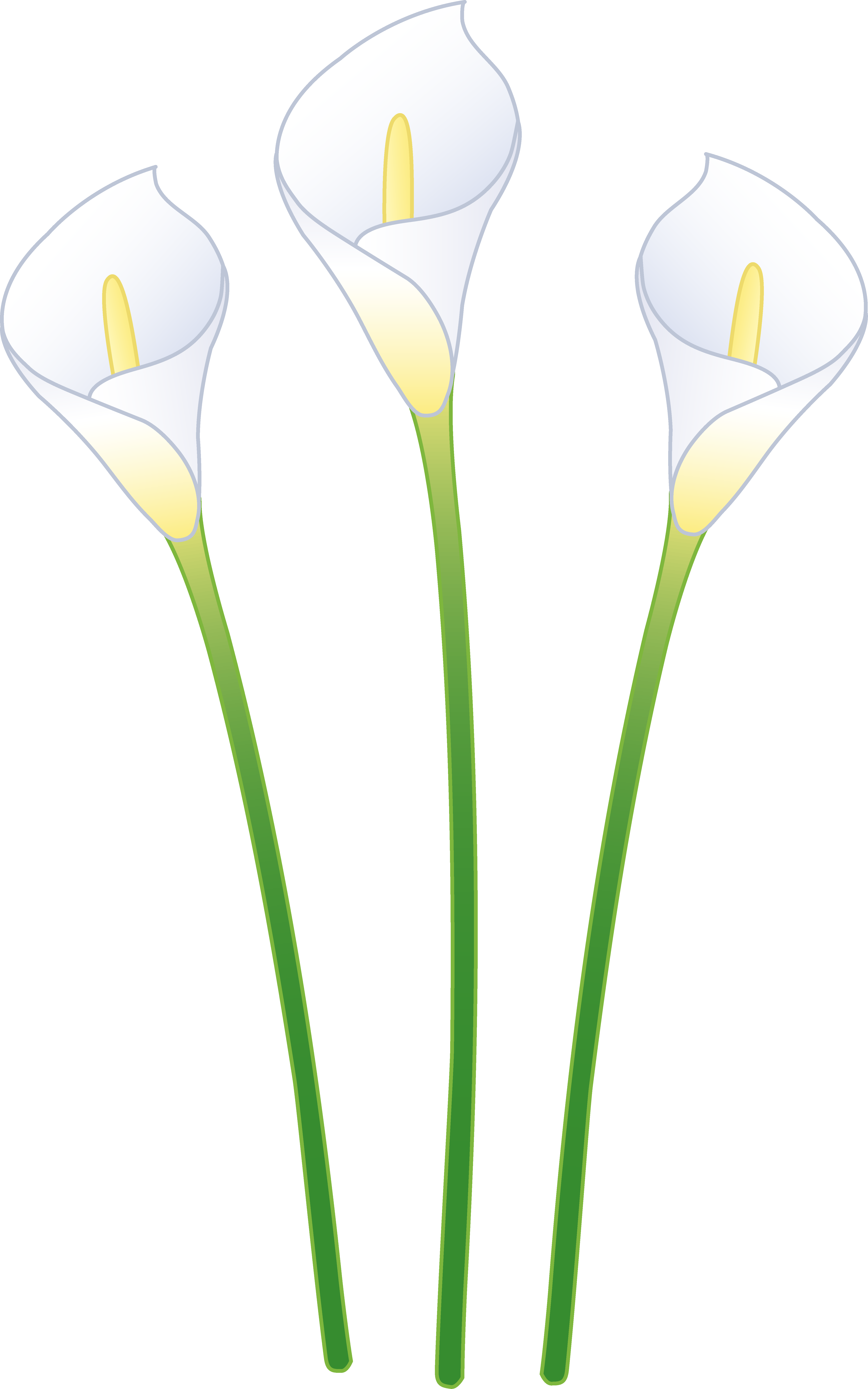Three white calla lilies free clip art.