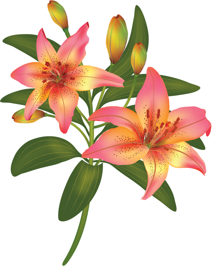 lily clipart cascade
