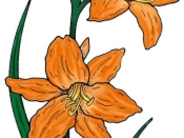 lily clipart cascade