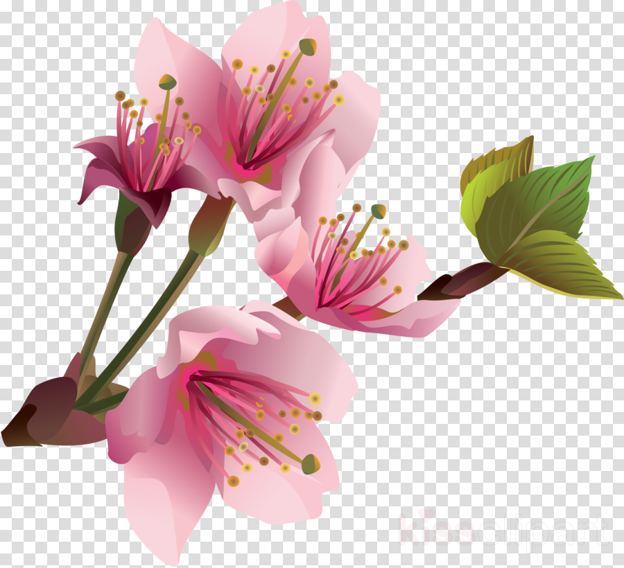 lily clipart cherry blossom