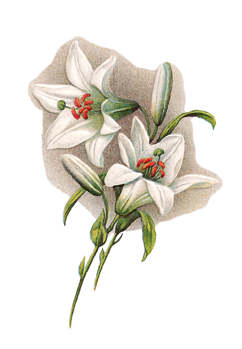 Easter lilies group white. Lily clipart church