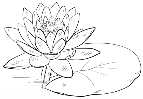 lily clipart coloring