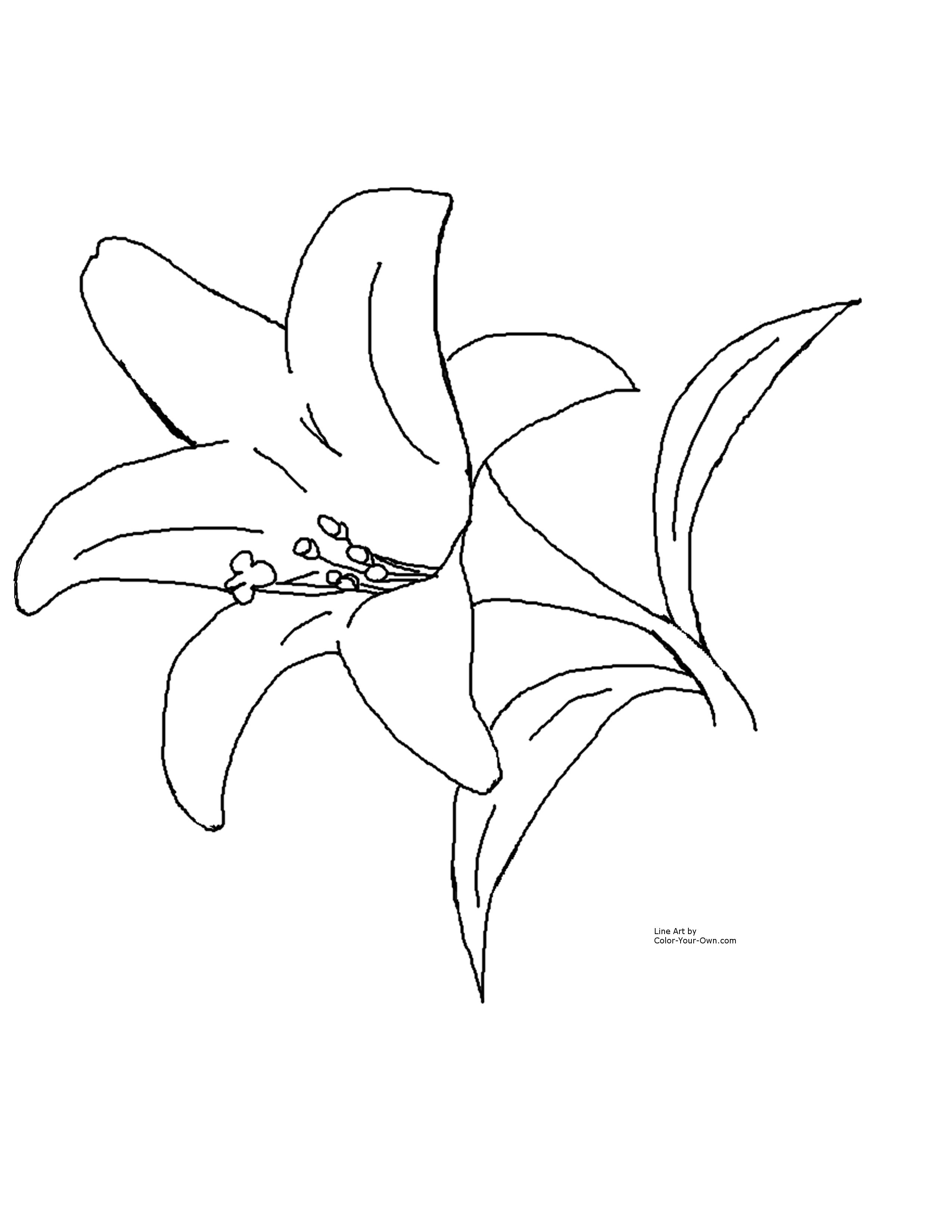 lily clipart colouring page