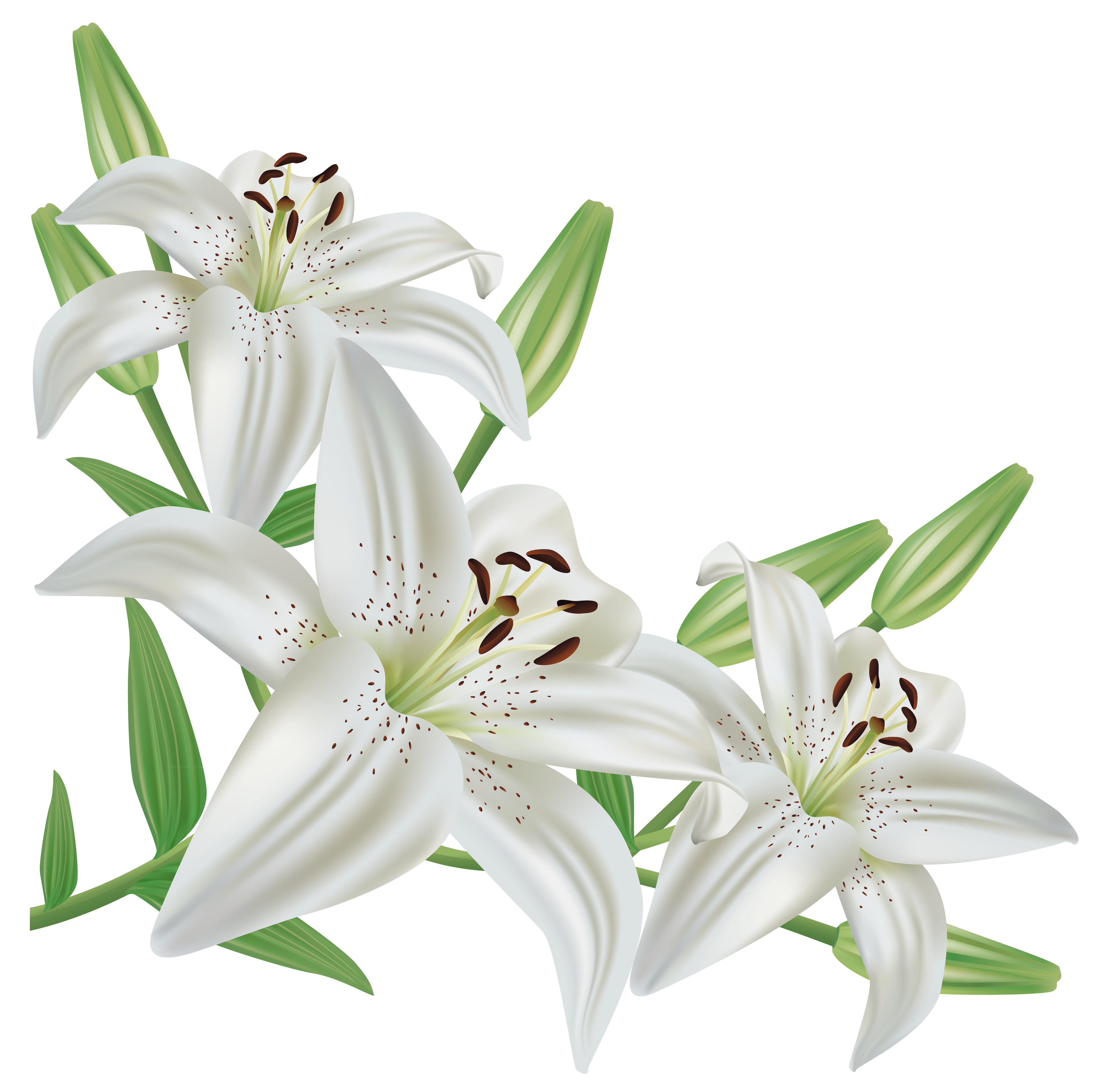 lily clipart cut flower