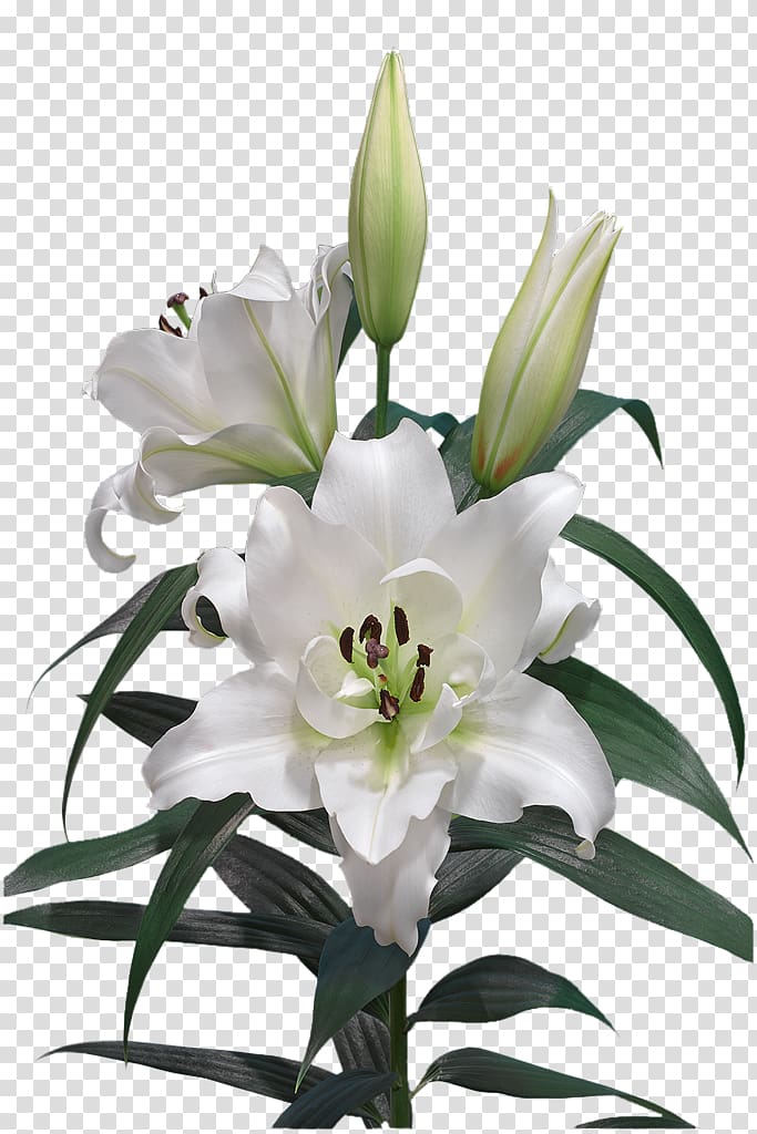 lily clipart cut flower