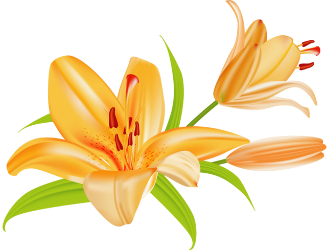 Lily clipart daylily, Lily daylily Transparent FREE for download on ...