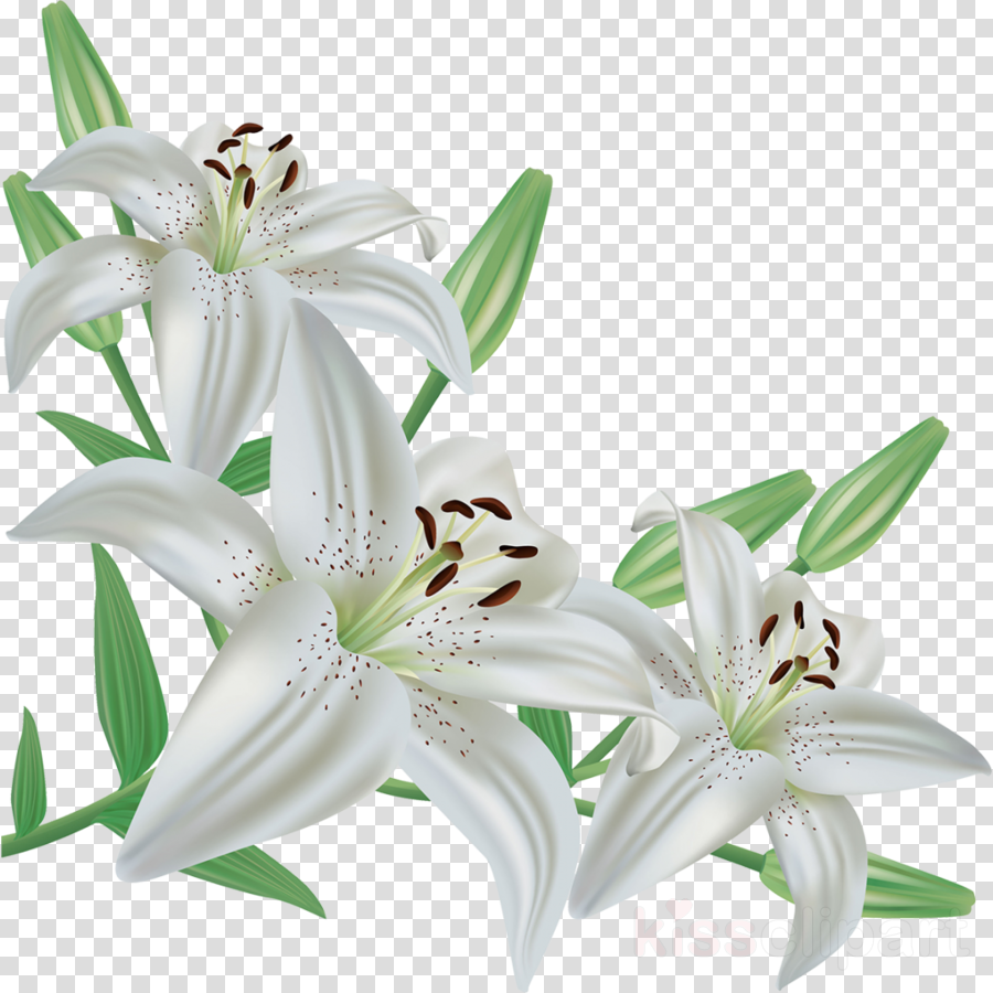 Lily clipart easter sunday. Background flower illustration 