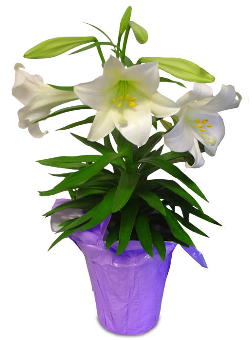 lily clipart easter sunday