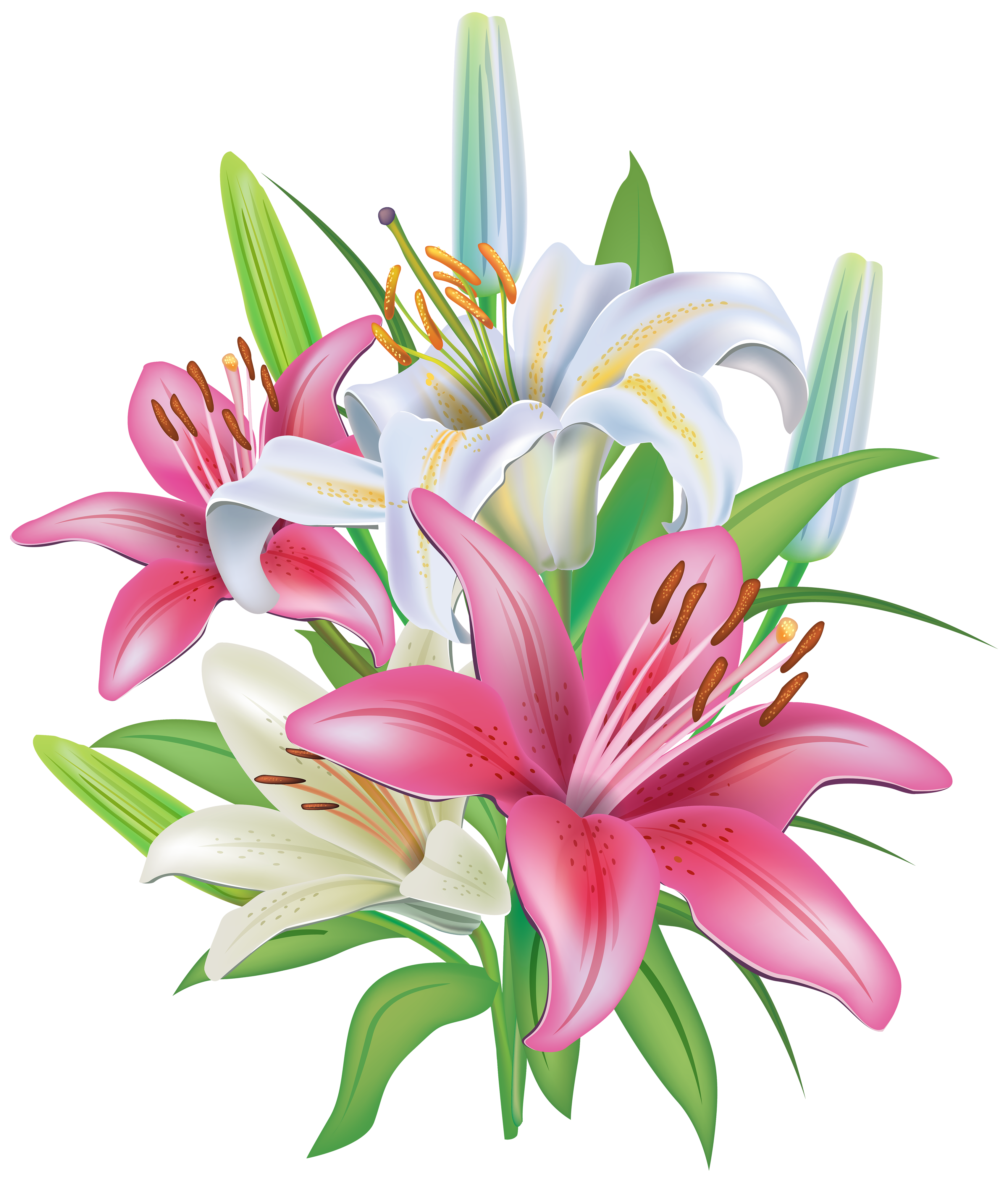 Lilium stargazer flower clip. Lily clipart elegant
