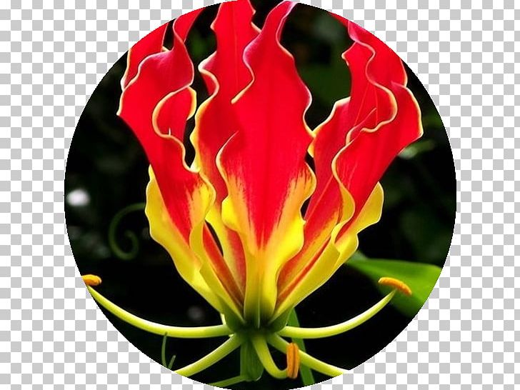 Lily clipart flame lily. Seed vine flower bulb