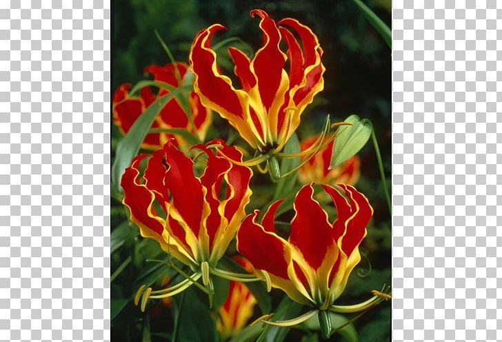 Bulb flower garden lilies. Lily clipart flame lily