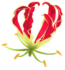 lily clipart flame lily