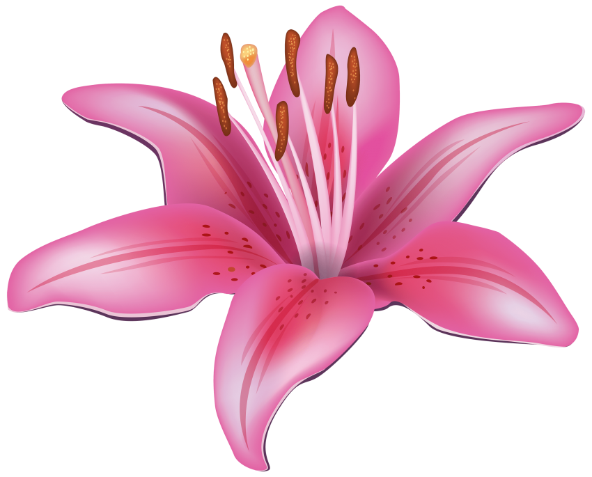 Pink png free images. Lily clipart flower bunch