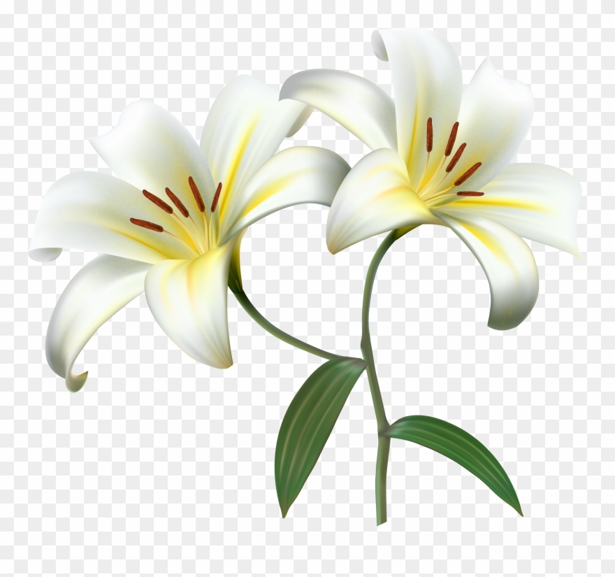 White lilium decorative transparent. Lily clipart flower decoration