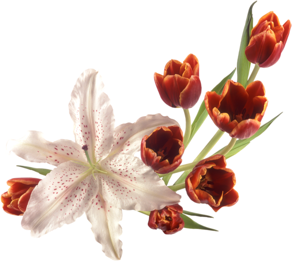 lily clipart fuchsia