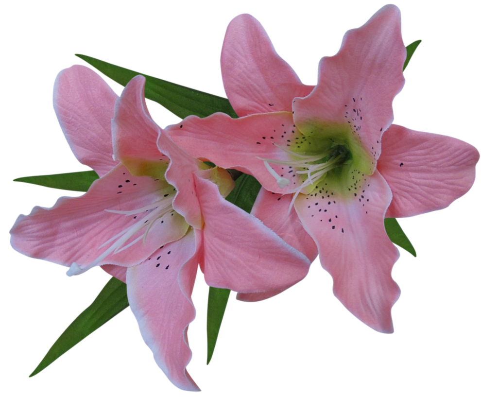 Lovely photos of pink. Lily clipart funeral flower