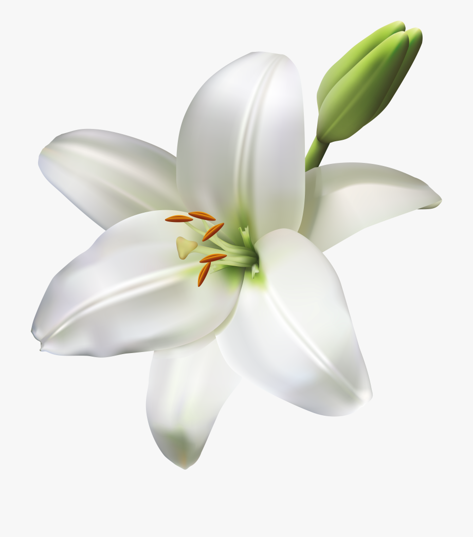 Flowers png library download. Lily clipart funeral flower