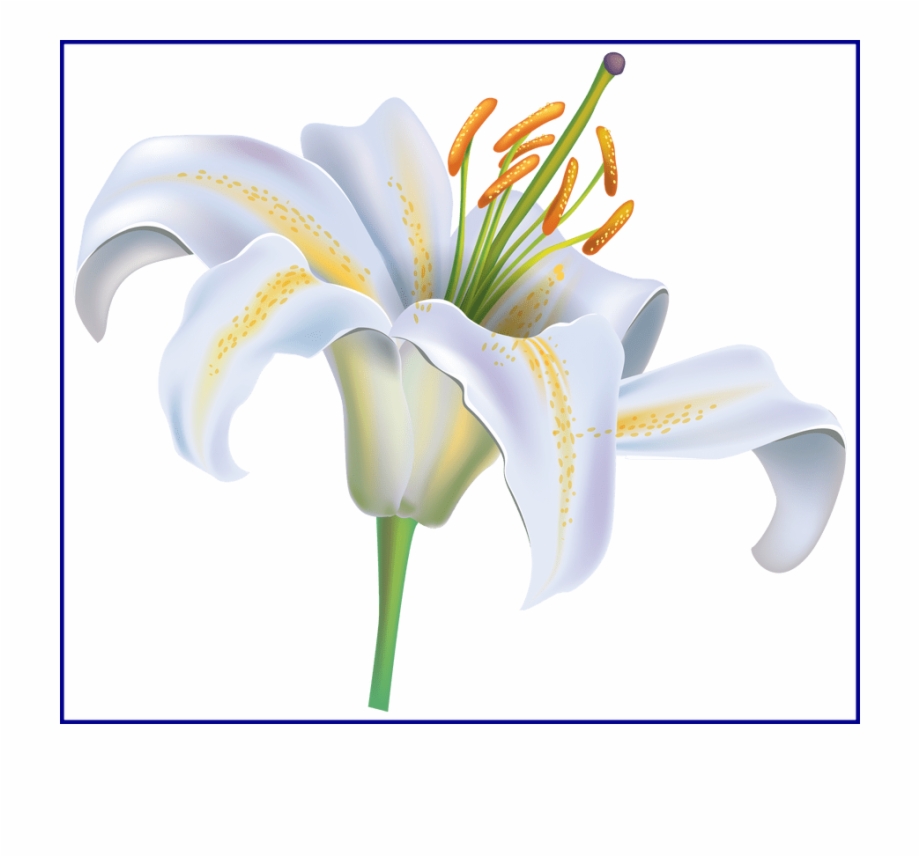 Lily clipart funeral flower. Floral white transparent 