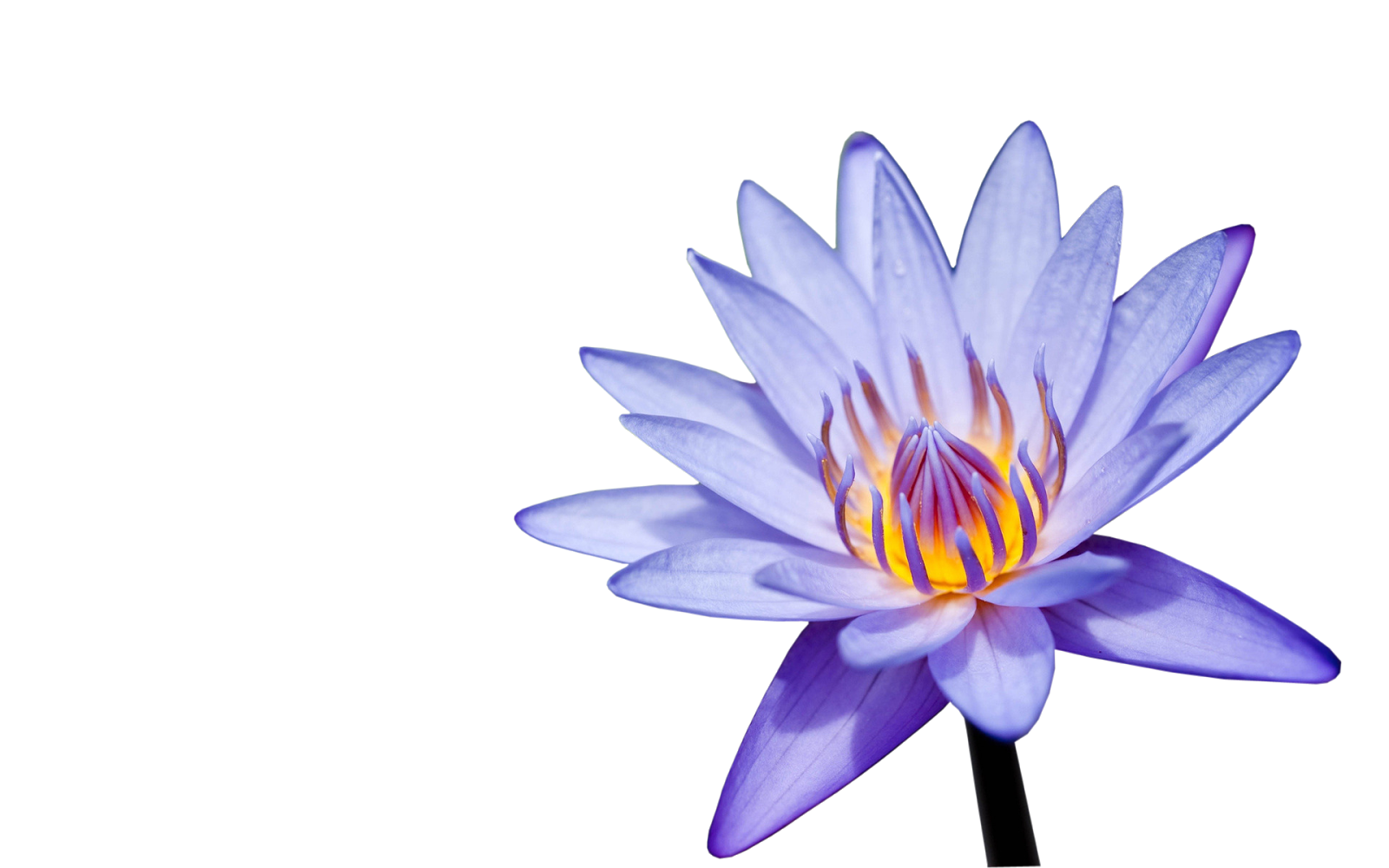 purple clipart water lily