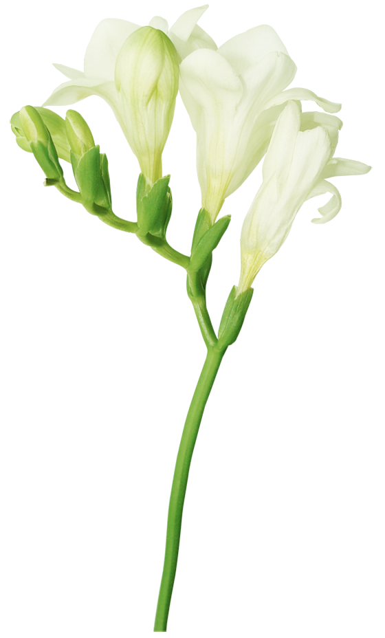 lily clipart graduation flower