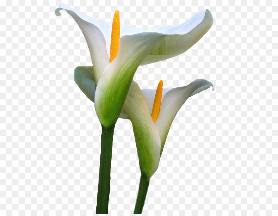 Lily clipart island flower. Flowers background plant 