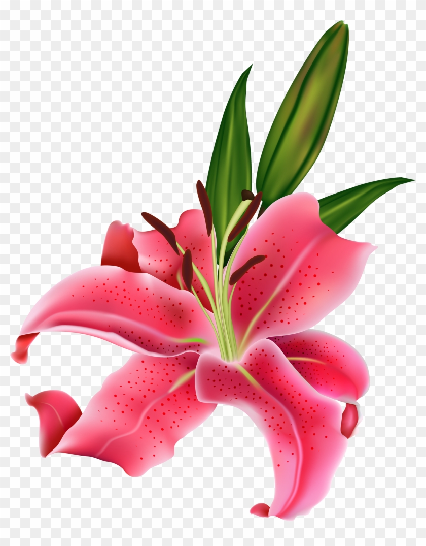 Pink png transparent . Lily clipart island flower