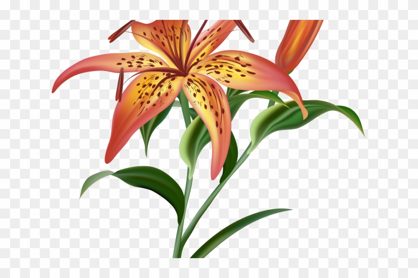 Lily clipart island flower. Orange tiger png 